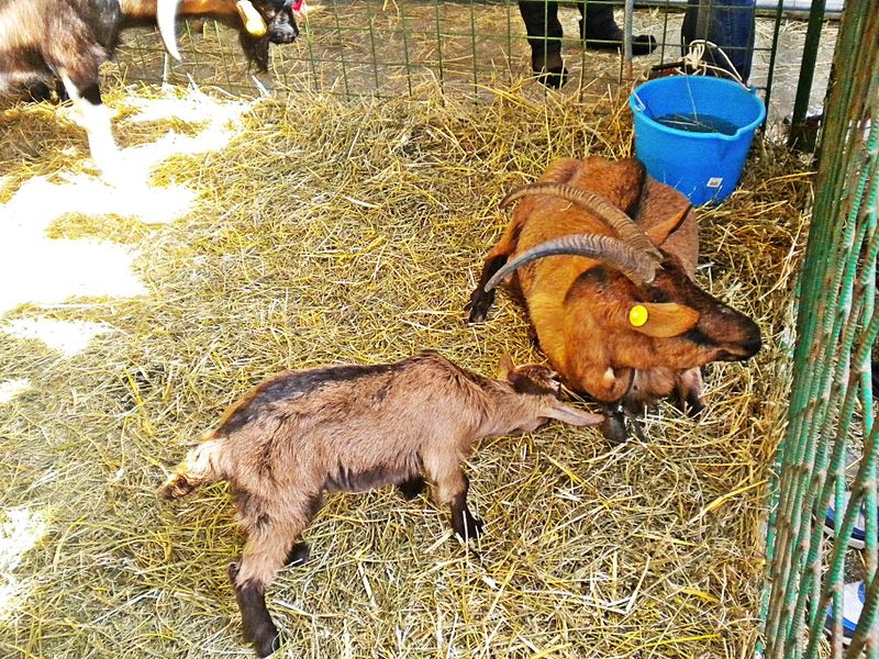 File:Vernio - Festa di san Giuseppe - Fiera del bestiame-caprette.jpg
